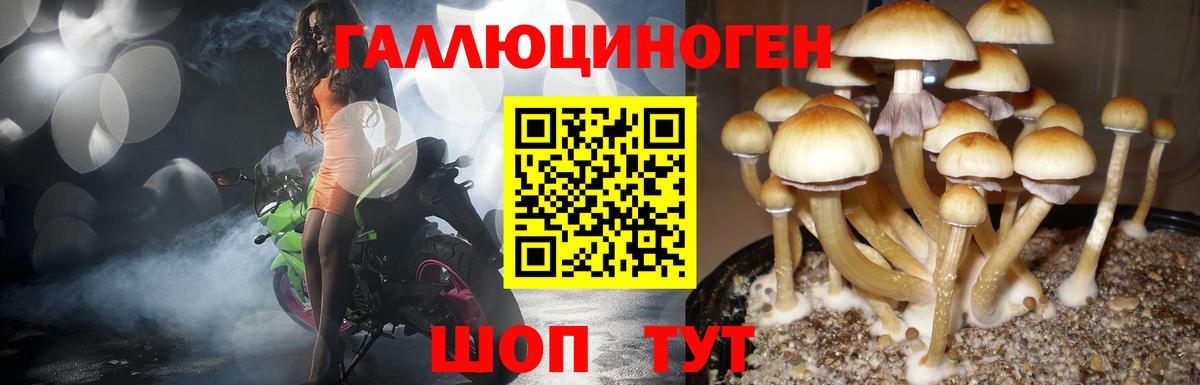 Долгопрудный  Галлюциногенные грибы Psilocybe  Вход с VPN 